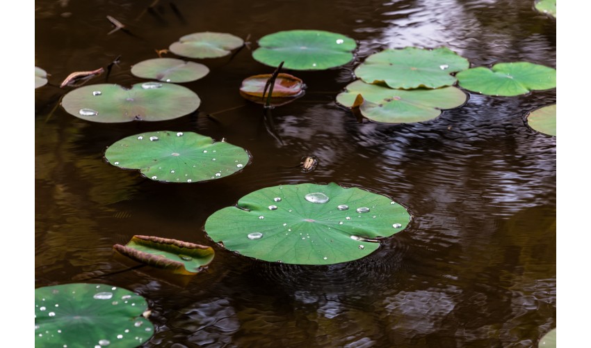 How to Build a Garden Pond